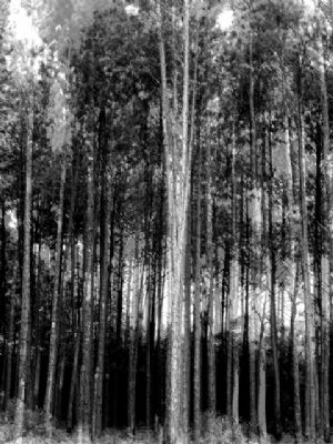 Skov i skov 
